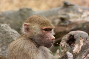 マントヒヒ。ニュージーランド、オークランドの動物園。Papio hamadryas...