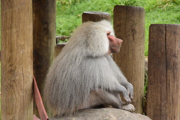 マントヒヒ。ニュージーランド、オークランドの動物園。Papio hamadryas...