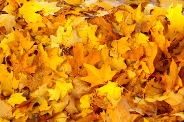 Acer platanoides