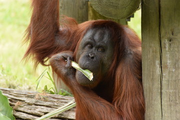 オラウータン。ニュージーランド、オークランドの動物園。Orangutan eating at Auckland zoo, New Zealand