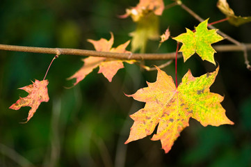 Acer platanoides