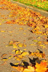 Acer platanoides