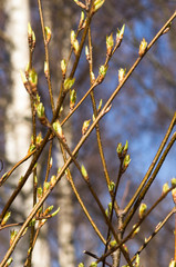 Bud