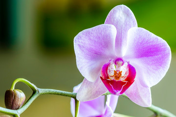 Close up of a moth pink orchid 