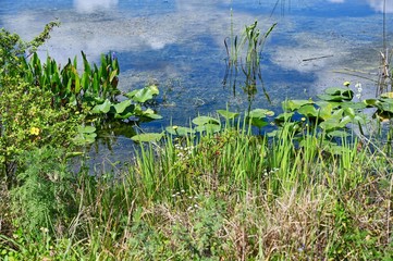 Wetland Flowering Plants at Lake's Edge in Florida
