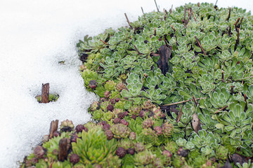 thawed patch with evergreen Sempervivum succulents 