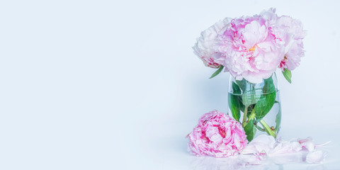 Beautiful pink peony flowers. Spring bckground