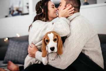Happy young couple kissing at home on the sofa and their cute beagle sits between them. The couple...