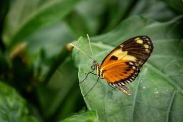 Obraz premium butterfly on a flower