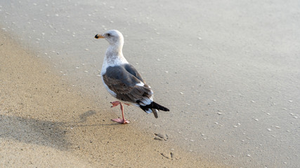 bird