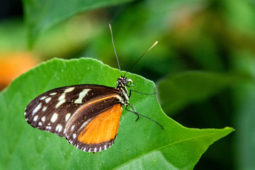 butterfly on a flower