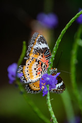 butterfly on a flower