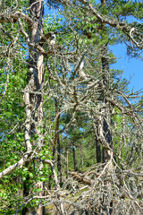 Fototapeta premium in the woods