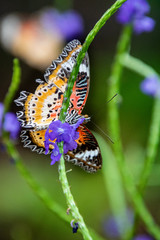 butterfly on a flower