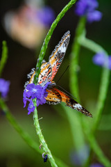 butterfly on a flower