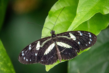 butterfly on a flower