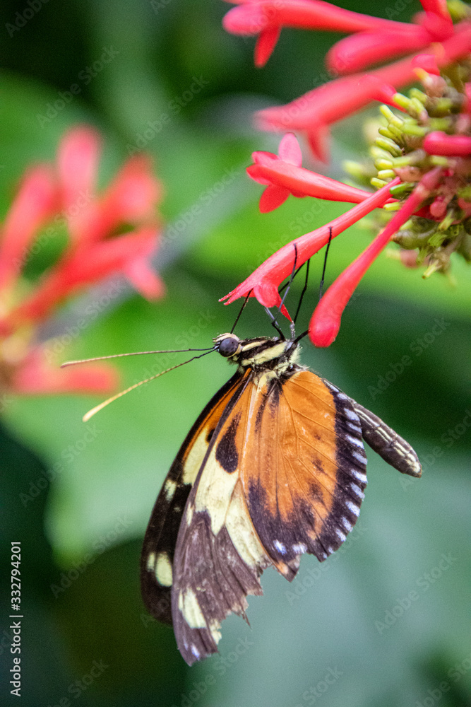 Wall mural butterfly on a flower