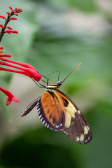 butterfly on a flower