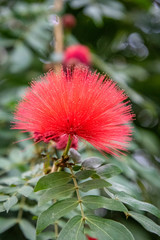 butterfly house plants