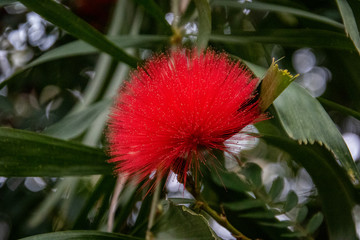 butterfly house plants