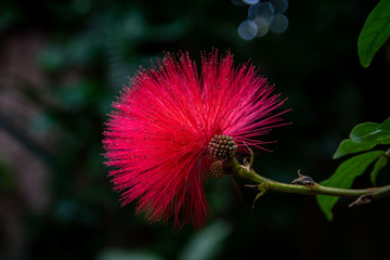 butterfly house plants