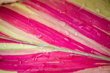 butterfly house plants