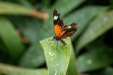butterfly on a flower