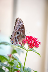 butterfly on a flower