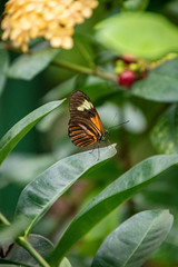 butterfly on a flower
