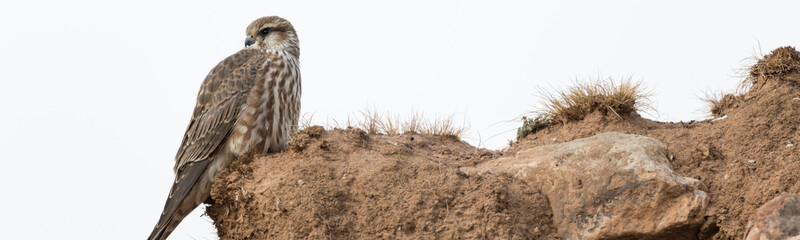 Female merlin (Falco columbarius) falcon resting on a mud wall