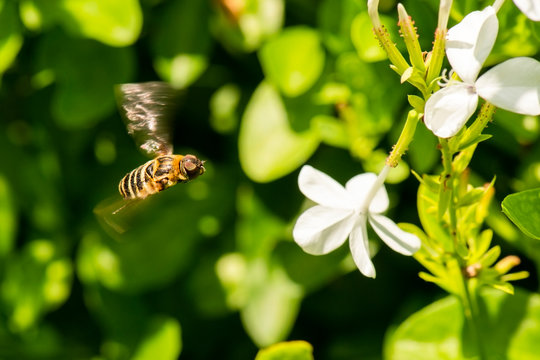 Brown Bee Fly also known as Humbleflies.
