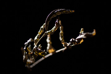 枯れて丸まった葉