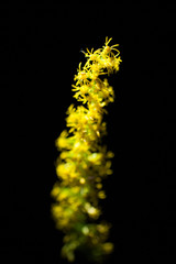 黄色い花