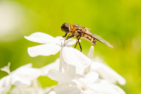 Brown Bee Fly also known as Humbleflies.