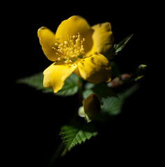 ヤブヘビイチゴの花