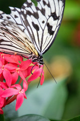 butterfly on a flower