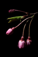 八重桜のつぼみ