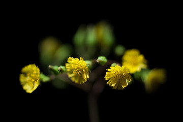 黄色い花
