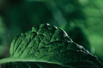 folha hortelã © Rafael