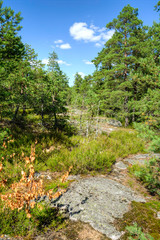 in the woods