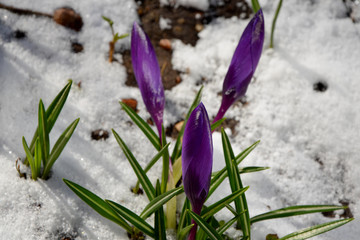 blue flowers in spring purple crocus flowers in the snow 