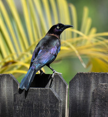 Male common grackle with iridescent black, purple, and blue-green feathers, bright golden eyes, and a long tail is standing on a wooden fence against blurred yellow feather-like palm leaves.