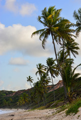 Fototapeta na wymiar palmtrees in joão pessoa, brazil