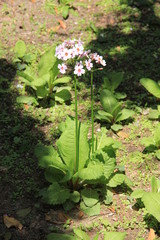 高く茎を伸ばして花を咲かせるクリンソウ