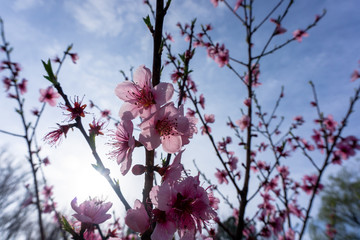 Spring Peach tree blossom 