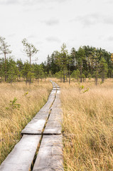 Obraz premium swamp