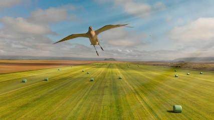 Drone attacked by flying bird