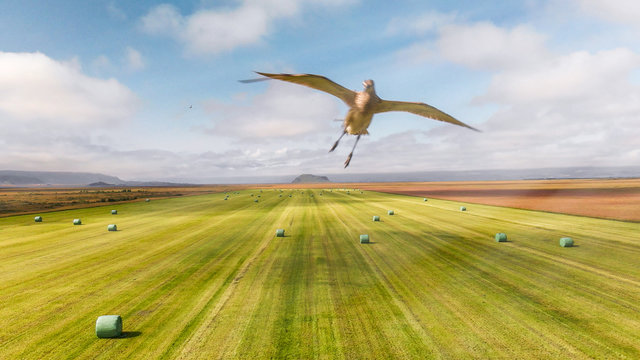 Bird attacking drone in the sky above beautiful meadow