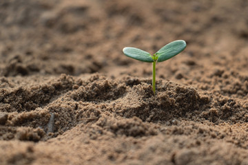 Growing plant,Young plant in the morning light on ground background, New life concept.Small plants on the ground in spring.fresh,seed,Photo fresh and Agriculture concept idea.