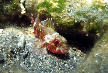 Scorpaena scrofa, common name the red scorpionfish